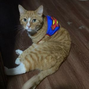 Meet your Posher, Joshua